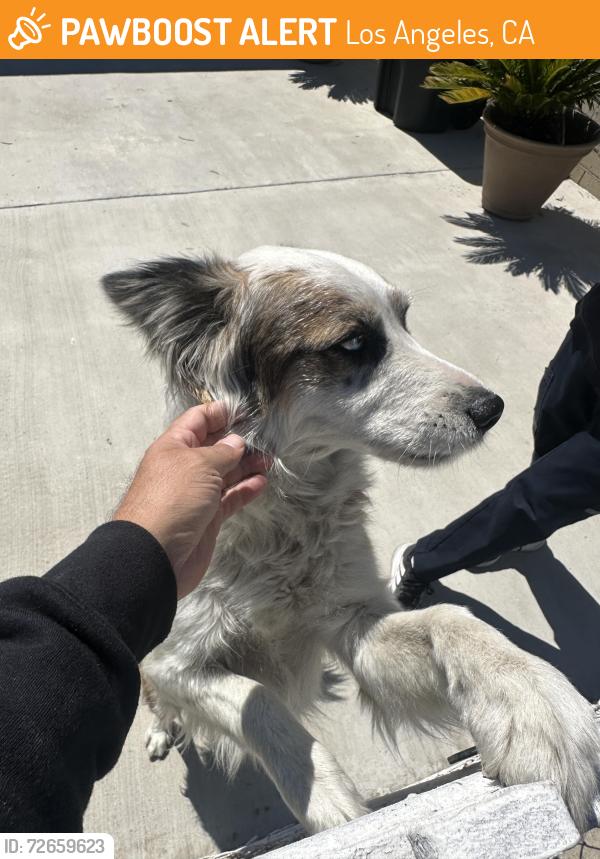Found/Stray Unknown Dog last seen 2nd and dangler, Los Angeles, CA 90022