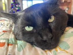 Lost Male Cat last seen W. Calle Gota, Sahuarita, AZ 85629