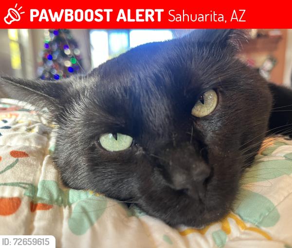 Lost Male Cat last seen W. Calle Gota, Sahuarita, AZ 85629