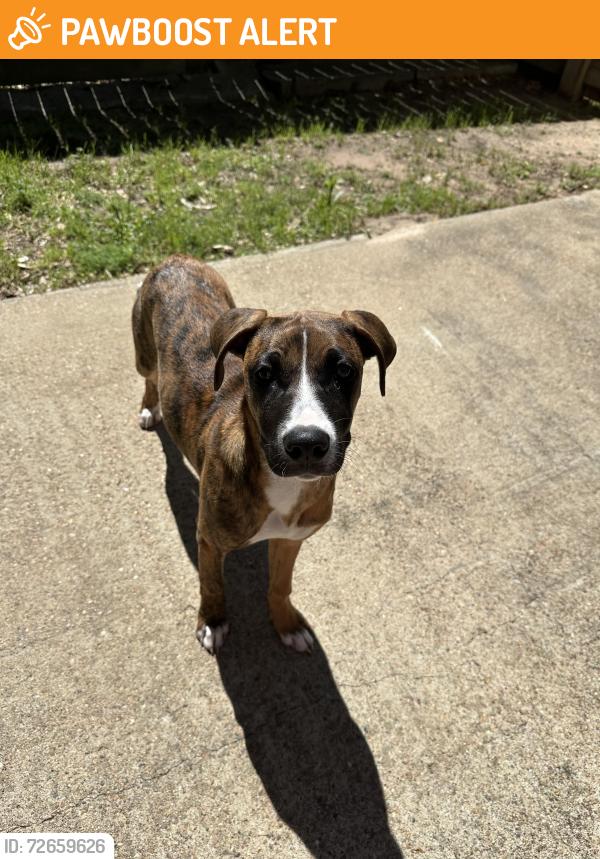 Found/Stray Female Dog last seen Lonestar ranch, Montgomery County, TX 77302