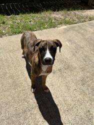 Found/Stray Female Dog last seen Lonestar ranch, Montgomery County, TX 77302