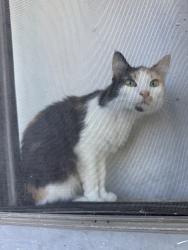 Lost Female Cat last seen H street, Union City, CA 94587