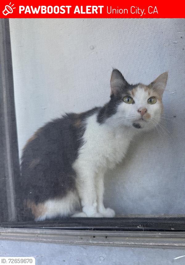 Lost Female Cat last seen H street, Union City, CA 94587