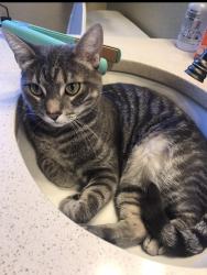 Lost Male Cat last seen Ronald ter Beverly hills, Beverly Hills, FL 34465