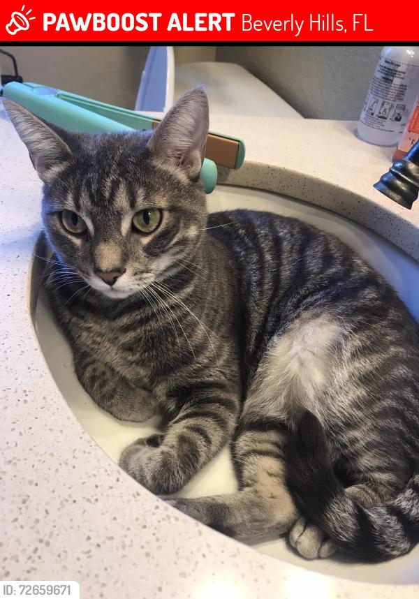 Lost Male Cat last seen Ronald ter Beverly hills, Beverly Hills, FL 34465