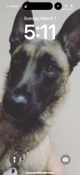 Lost Male Dog last seen Lamb and Alexander , Las Vegas, NV 89115