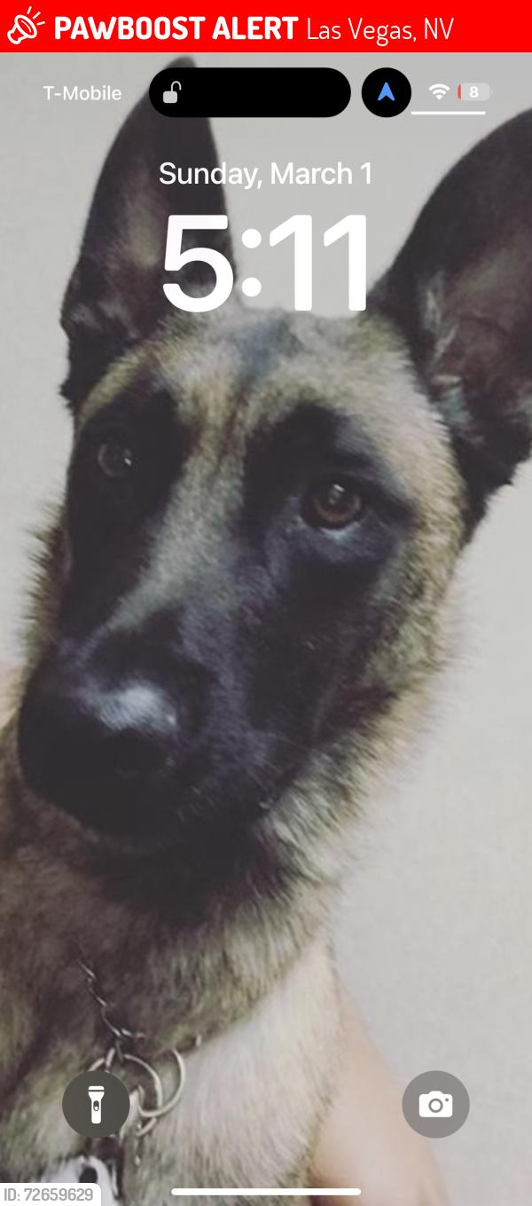 Lost Male Dog last seen Lamb and Alexander , Las Vegas, NV 89115