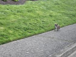 Found/Stray Unknown Dog last seen Covington Elementary , Covington, WA 98042