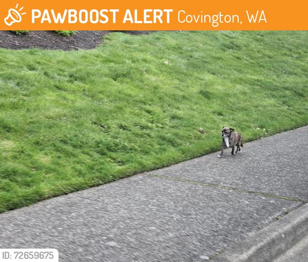 Found/Stray Unknown Dog last seen Covington Elementary , Covington, WA 98042