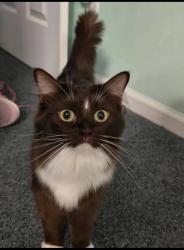 Lost Female Cat last seen Charleston national, belhaven dr, Mount Pleasant, SC 29466