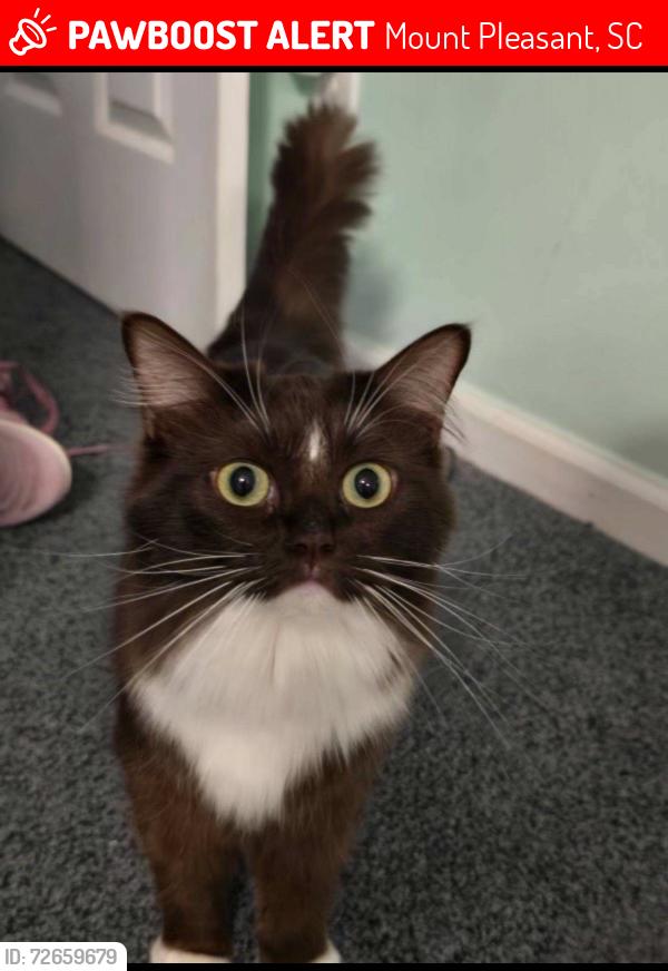 Lost Female Cat last seen Charleston national, belhaven dr, Mount Pleasant, SC 29466