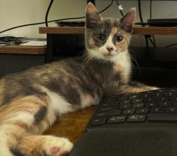Lost Female Cat last seen Gayson Pl & Turner Ave., Falls Church, VA 22043