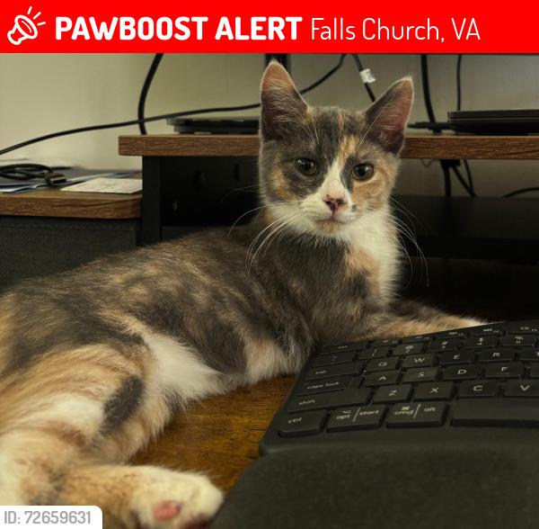 Lost Female Cat last seen Gayson Pl & Turner Ave., Falls Church, VA 22043