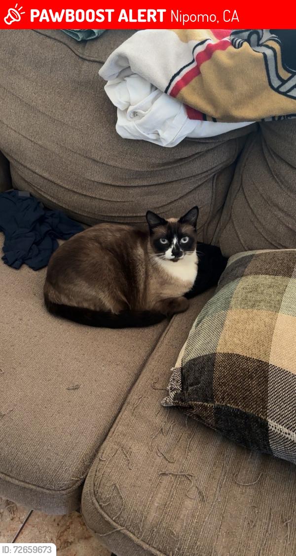 Lost Female Cat last seen Colt ln and Oakland , Nipomo, CA 93444