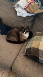 Lost Female Cat last seen Colt ln and Oakland , Nipomo, CA 93444