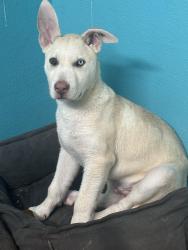 Lost Male Dog last seen Aulburum boulevard, Sacramento, CA 95815