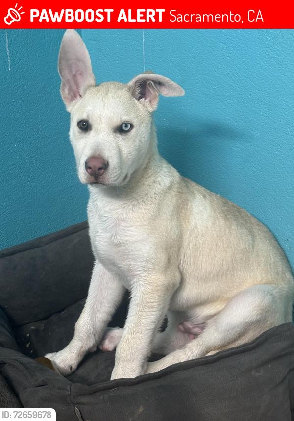 Lost Male Dog last seen Aulburum boulevard, Sacramento, CA 95815