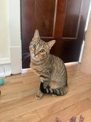Found/Stray Male Cat last seen Alley between Sheridan and Kenmore, just off of Argyle , Chicago, IL 60640
