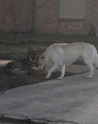Found/Stray Unknown Dog last seen Bear Creek Village, Houston, TX 77084