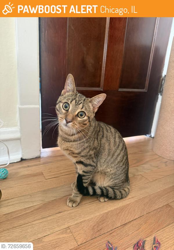 Found/Stray Male Cat last seen Alley between Sheridan and Kenmore, just off of Argyle , Chicago, IL 60640