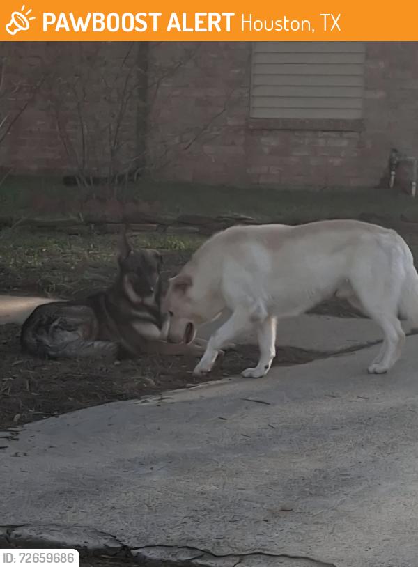 Found/Stray Unknown Dog last seen Bear Creek Village, Houston, TX 77084