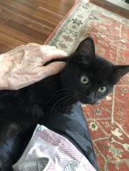 Lost Female Cat last seen Scott Mill Rd. Near Tacito Trail, Jacksonville, FL 32257