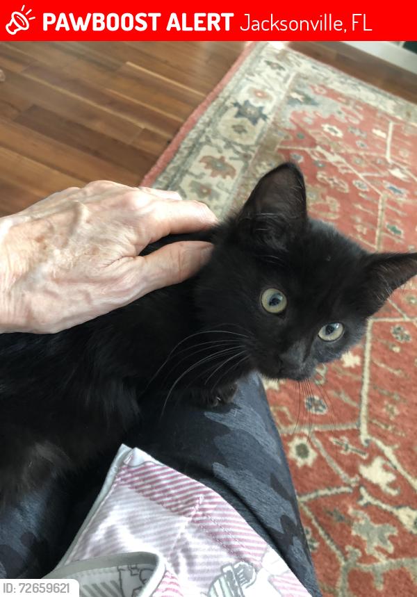 Lost Female Cat last seen Scott Mill Rd. Near Tacito Trail, Jacksonville, FL 32257