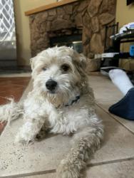 Found/Stray Male Dog last seen 8th street, Banning, CA 92220