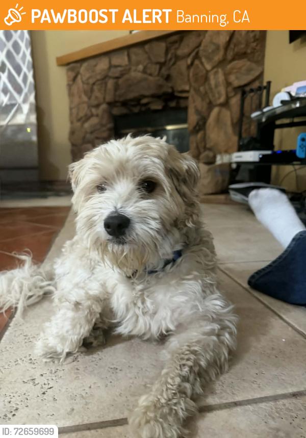 Found/Stray Male Dog last seen 8th street, Banning, CA 92220