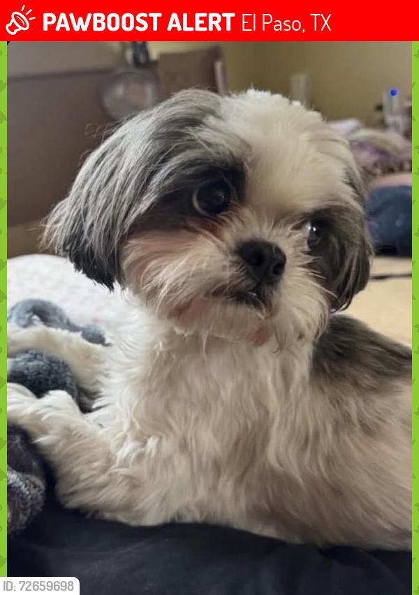Lost Female Dog last seen Transmountain/ Girl Scout Road, El Paso, TX 79924