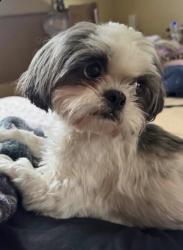 Lost Female Dog last seen Transmountain/ Girl Scout Road, El Paso, TX 79924