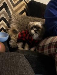 Lost Male Dog last seen Duval area Gainesville area, Gainesville, FL 32641