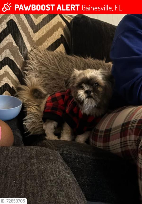 Lost Male Dog last seen Duval area Gainesville area, Gainesville, FL 32641