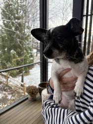 Found/Stray Male Dog last seen intersection between 27th St. and Brandywine, Arlington, VA 22207