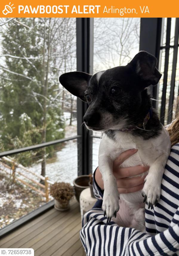 Found/Stray Male Dog last seen intersection between 27th St. and Brandywine, Arlington, VA 22207
