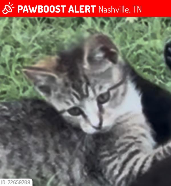 Lost Female Cat last seen Drummond Drive, Nashville, TN 37211