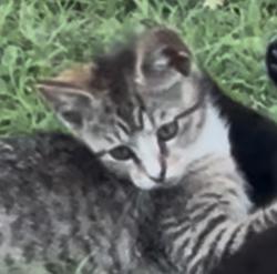 Lost Female Cat last seen Drummond Drive, Nashville, TN 37211