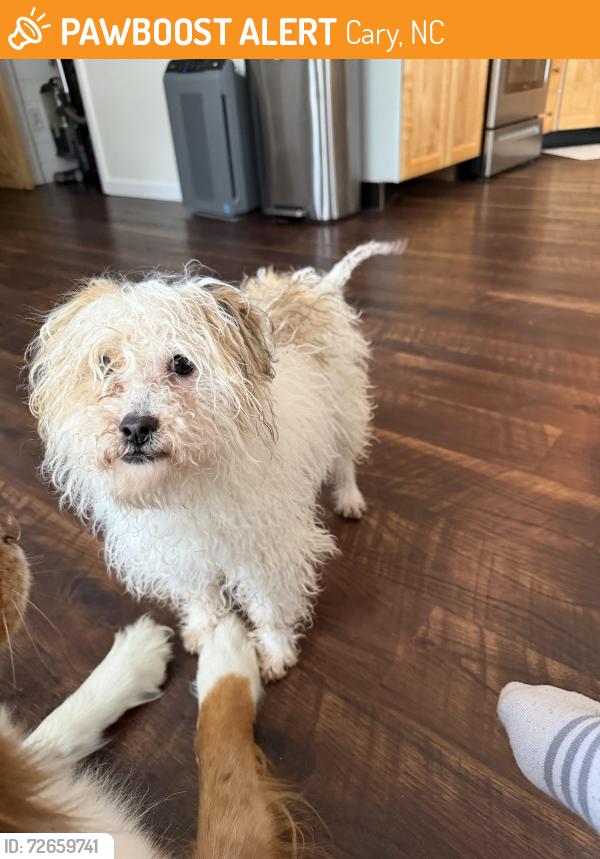 Found/Stray Male Dog last seen Mother Teresa Church, Cary, NC 27519