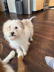 Found/Stray Male Dog last seen Mother Teresa Church, Cary, NC 27519