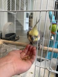 Found/Stray Unknown Bird last seen Trails at crowfoot Parker , Parker, CO 80138