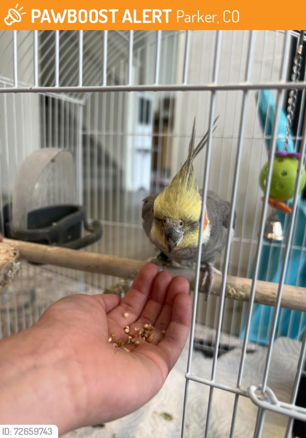 Found/Stray Unknown Bird last seen Trails at crowfoot Parker , Parker, CO 80138