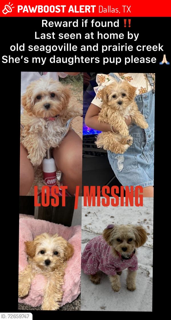 Lost Female Dog last seen Old seagoville and prairie creek , Dallas, TX 75217