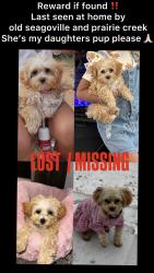 Lost Female Dog last seen Old seagoville and prairie creek , Dallas, TX 75217