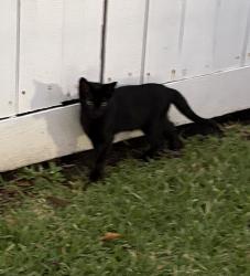Found/Stray Male Cat last seen Lakewood apmts , Tomball, TX 77377