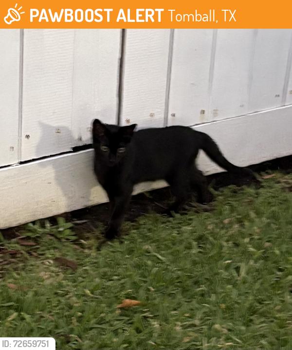 Found/Stray Male Cat last seen Lakewood apmts , Tomball, TX 77377