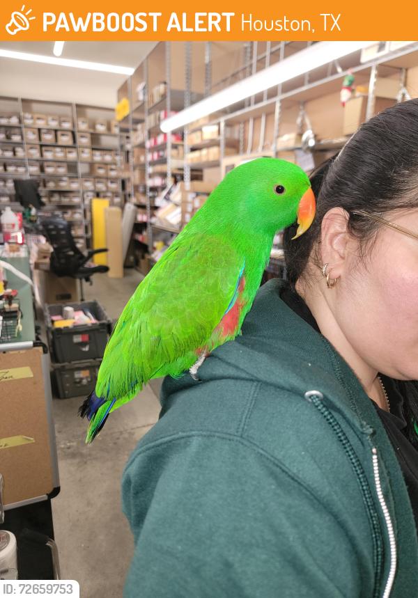 Found/Stray Unknown Bird last seen Near and Veterans Memorial , Houston, TX 77069