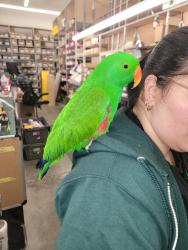 Found/Stray Unknown Bird last seen Near and Veterans Memorial , Houston, TX 77069