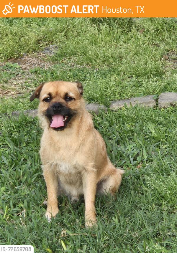 Found/Stray Male Dog last seen Airport and Broadway, Houston, TX 77061