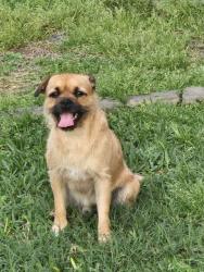 Found/Stray Male Dog last seen Airport and Broadway, Houston, TX 77061