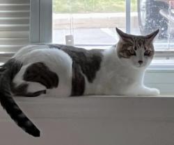 Lost Male Cat last seen Fairfield and Sandy Hill Road or Fairfield and Main Street, Plymouth Township, PA 19462